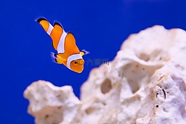 銀蓮花,動(dòng)物,水族館