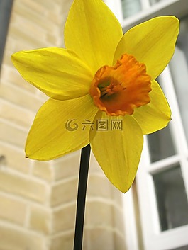 水仙,花,黃色