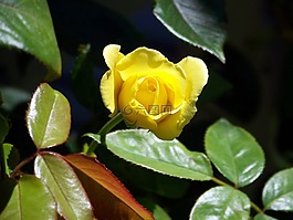 黃色,玫瑰,水華