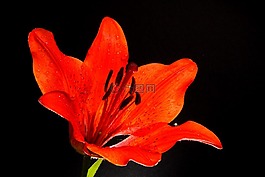 百合,花卉,美麗的花