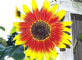 向日葵,陽(yáng)光,花