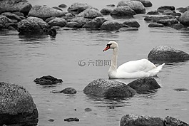 天鵝,水,石頭