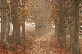 樹木,性質(zhì),秋季