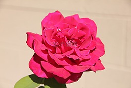 玫瑰,花,深粉色