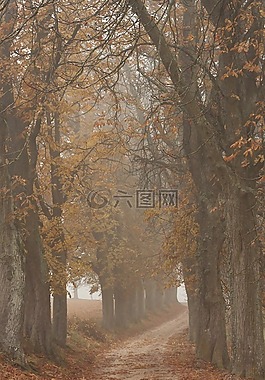 樹木,性質(zhì),秋季