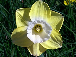 喇叭花,花,黄色