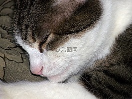 貓,貓的,睡眠