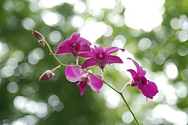 蘭花,花,紫色