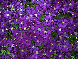 鐵線蓮,鮮花,紫羅蘭色