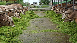 食品,吃,草