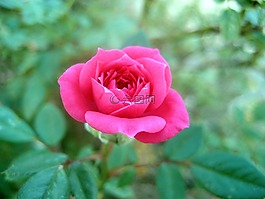 玫瑰,鮮花,粉紅色
