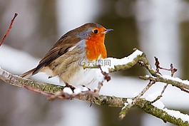 動物,鳥嘴,鳥