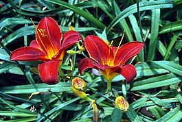 百合花,紅色,鮮花