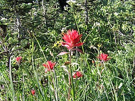 鮮花,紅色,高山