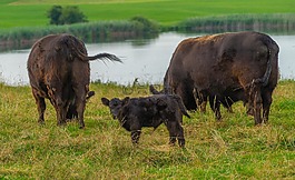 動物,牛,嬰兒