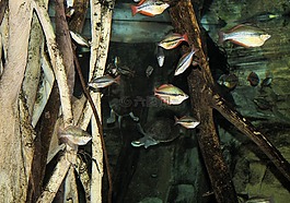 動物,自然,對象