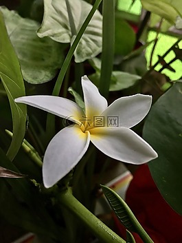 白色的花,白色的花瓣,花