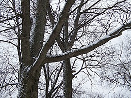 樹,雪,自然