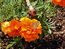 花,蝴蝶,性質(zhì)