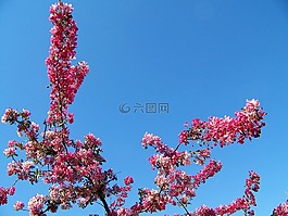 花,春,鮮花