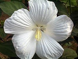 白,槿,花
