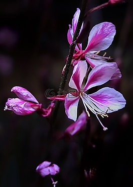 開花,關(guān)閉,粉紅色