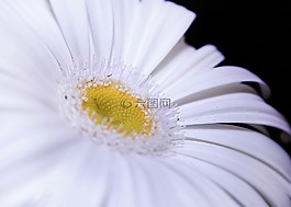 非洲菊,白,关闭