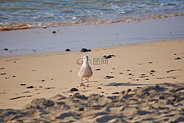 海,鷗,海灘