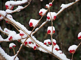 红色,浆果,雪