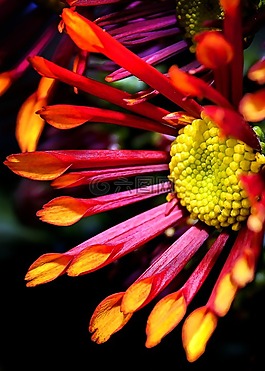 菊花,雙,黃色
