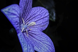 桔梗,氣球花,藍金