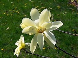 花,白,creamish