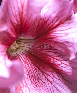 矮牽牛,粉紅色,開花