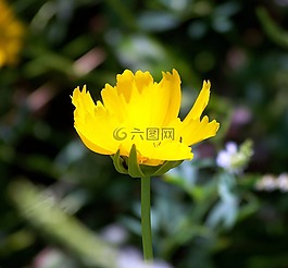 花,黃色,盛開(kāi)