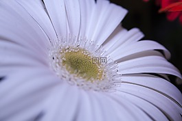 非洲菊,白,关闭
