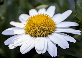 菊花,白,花園