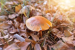 蘑菇,布朗,森林