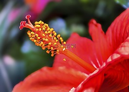 芙蓉,開花,夏季