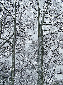 樹,雪,自然