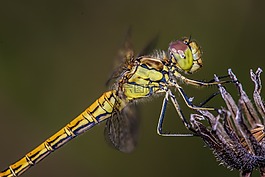 蜻蜓,花,翼