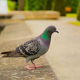 鴿子,鳥,景觀