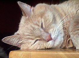 貓,睡眠,貓的