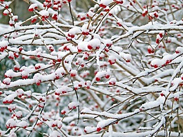 红色,浆果,雪