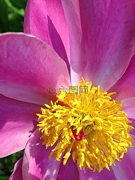 野玫瑰,花,植物