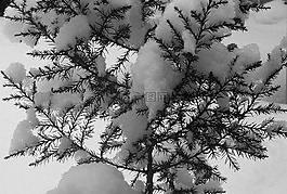 常綠,樹,雪