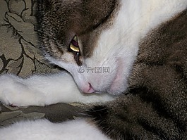貓,貓的,假裝
