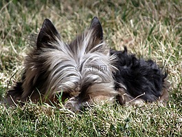 約克,小獵犬,狗