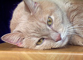 猫,说谎,猫的