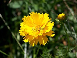 花,黃色,夏天
