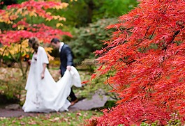 婚礼,枫,日本
